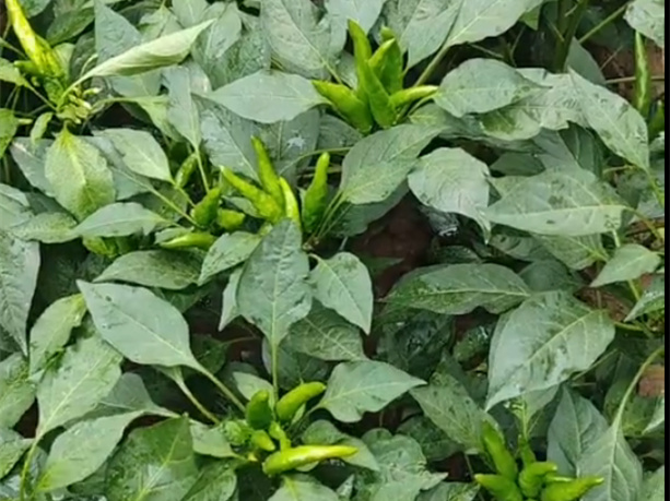 客户返图青椒案例