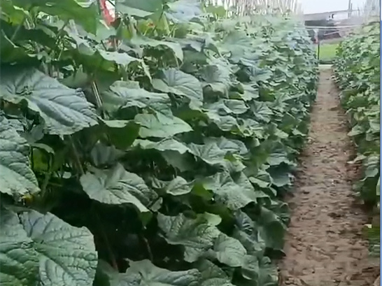 客户返图黄瓜案例