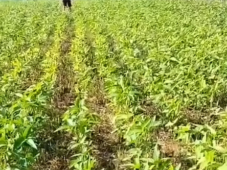 黄腐酸螯合肥料：助力农业增效的好帮手